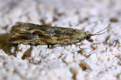 Bactra furfurana